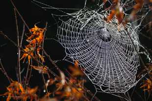 Spider Web Pearls-7976.jpg Spider Web Pearls-7976.jpg